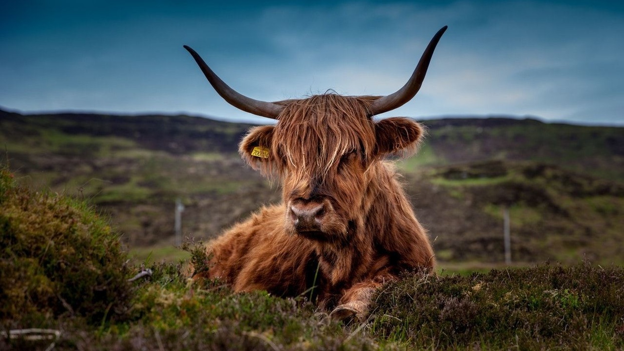 highland cow free mobile walking tour geotourist
