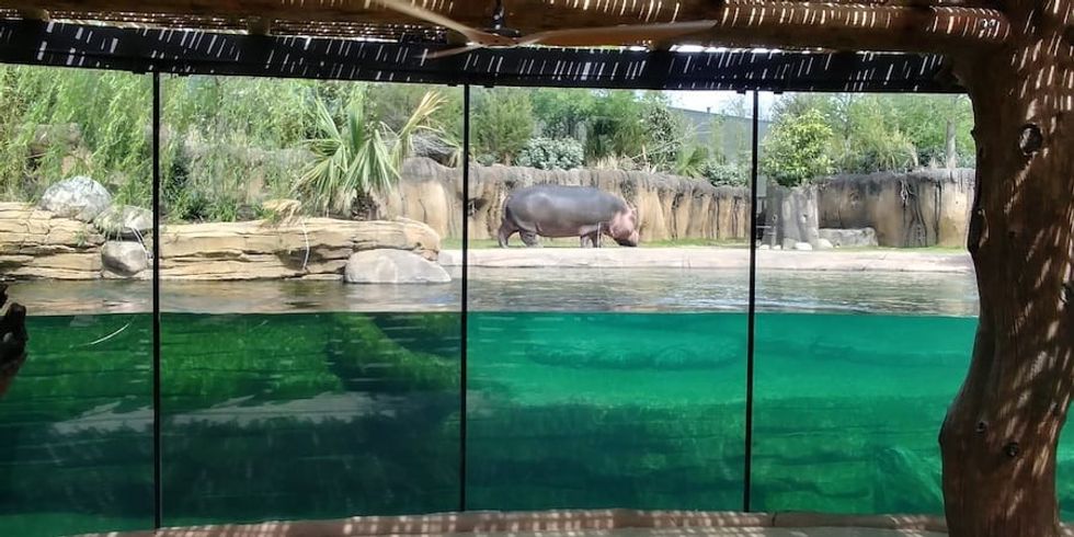 Hippo at Fort Worth Zoo