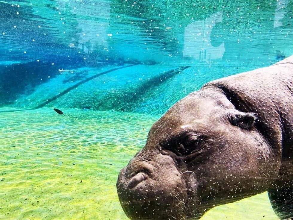 hippo exhibit DSP