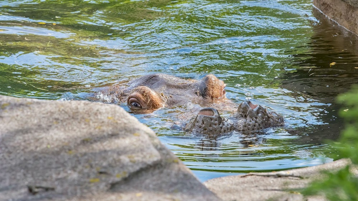 Hippo Milwaukee County Zoo