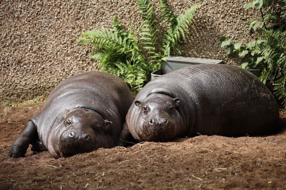 Hippos Edinburgh Zoo