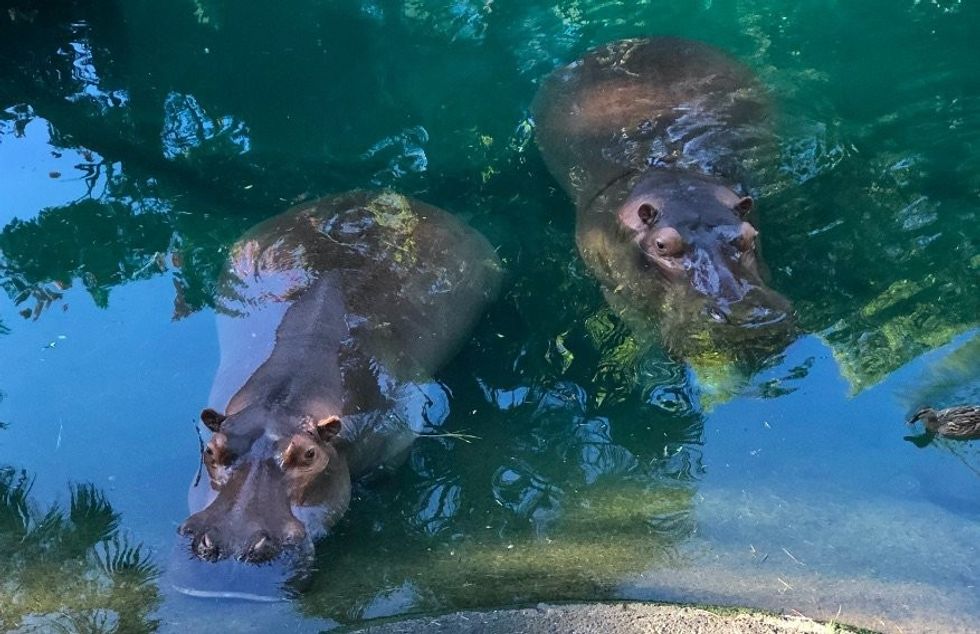 hippos wild africa trek disneyworld ListenTALK