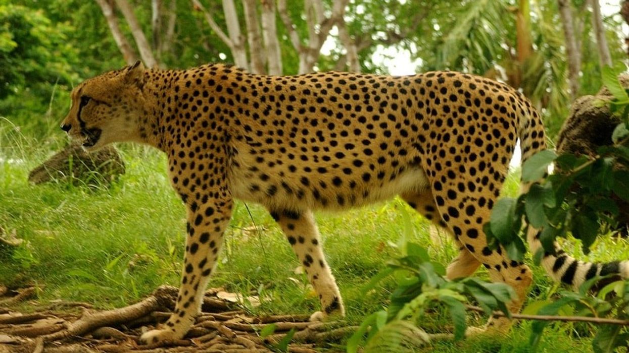 Honolulu Zoo. public private partnership. sponsorship. applications