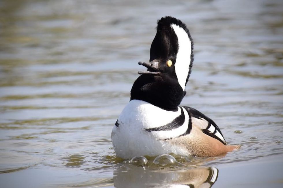 Hooded Merganser Slimbridge