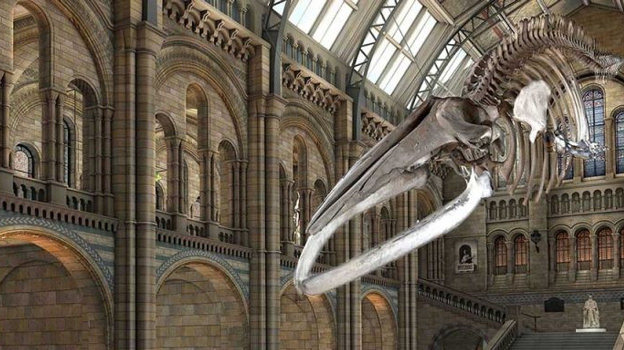 Hope replaces Dippy at London’s Natural History Museum