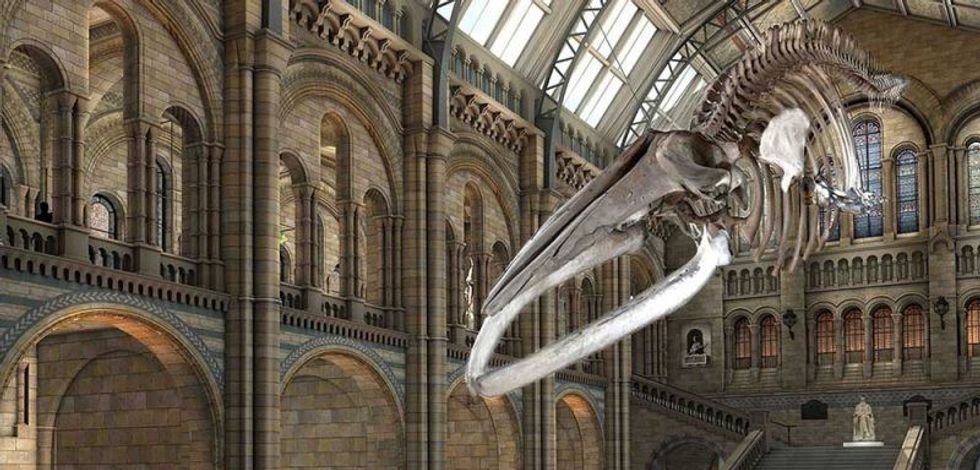 Hope replaces Dippy at London’s Natural History Museum