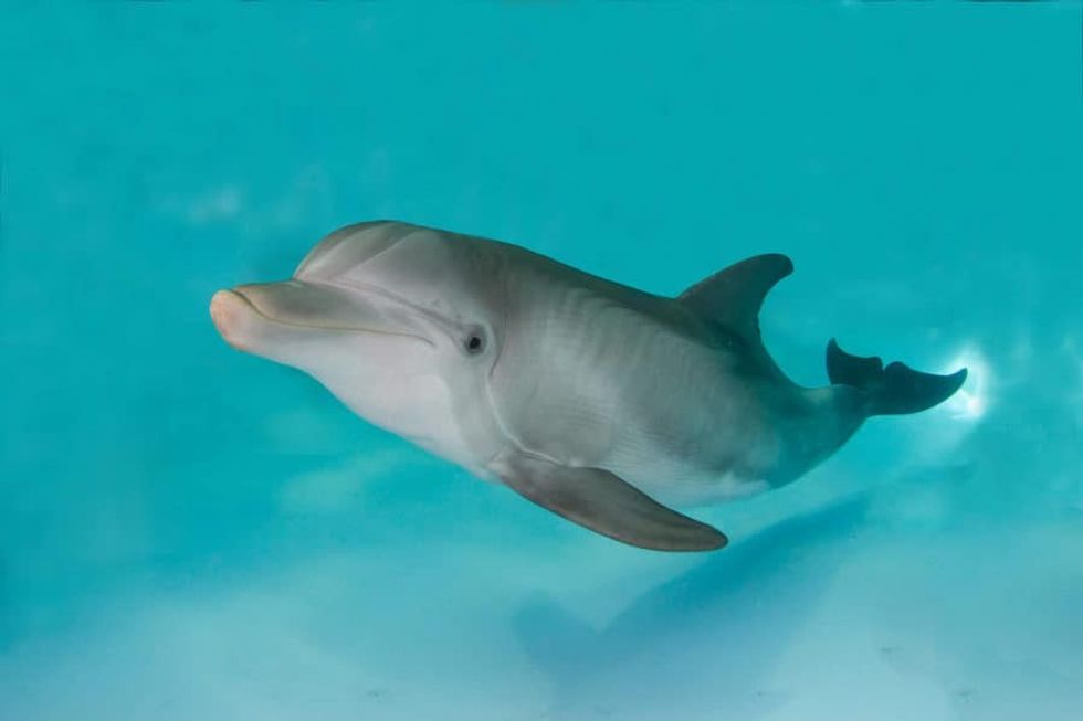 Hope the Dolphin PGAV Destinations