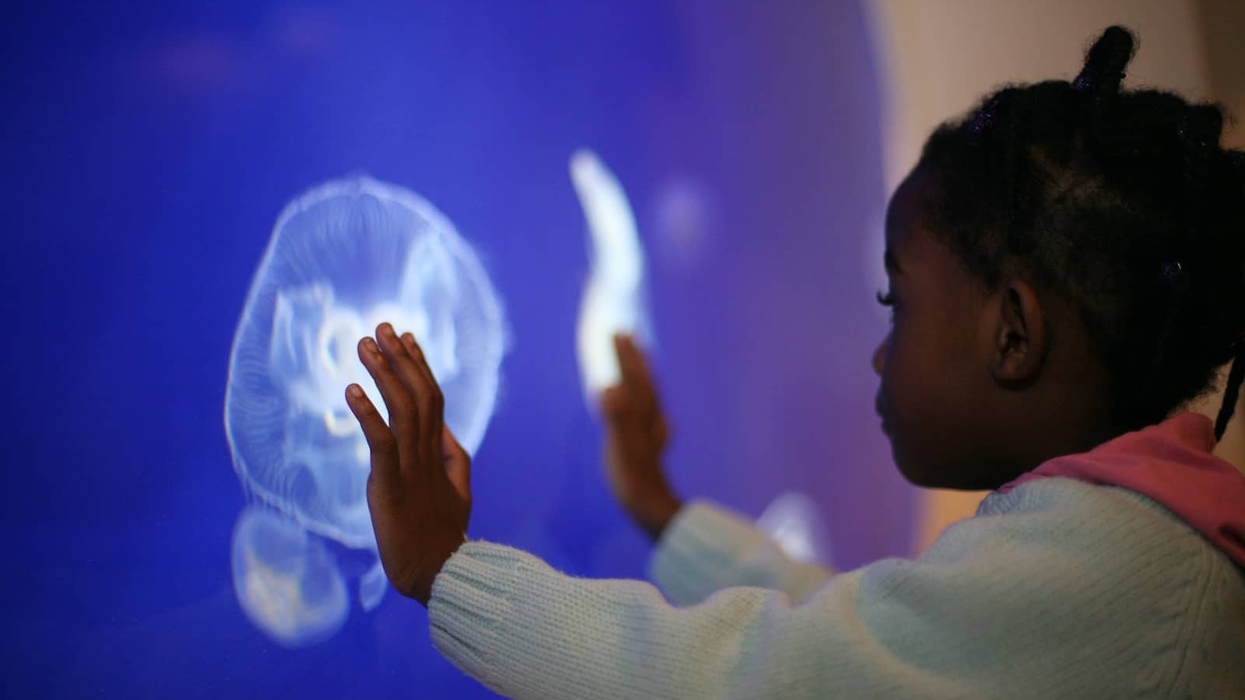 Horniman Aquarium, Girl with Moon Jelly Fish
