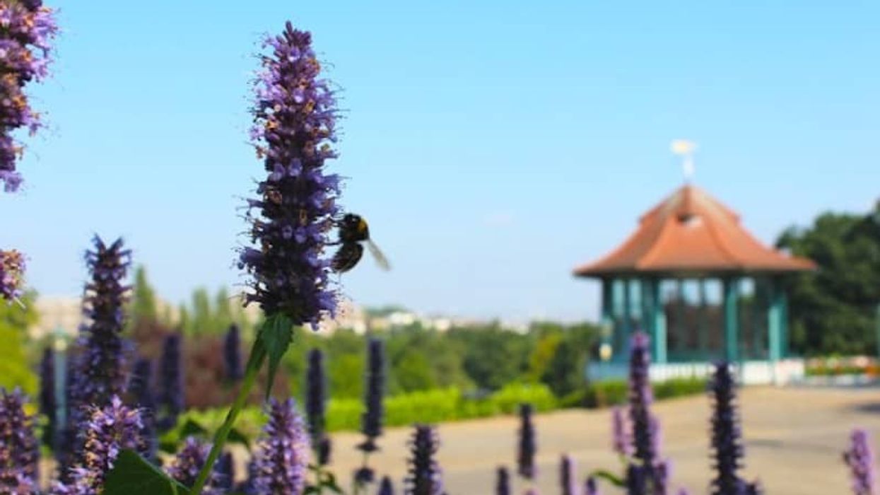 horniman museum gardens