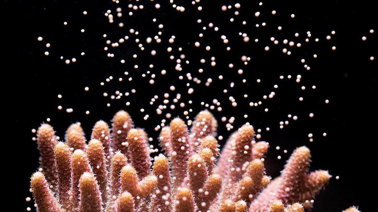 Horniman Museum partners Florida Aquarium to save coral reefs