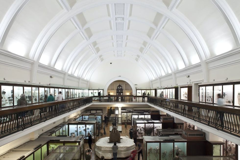 Horniman Natural History Gallery. Photo by Joel Knight
