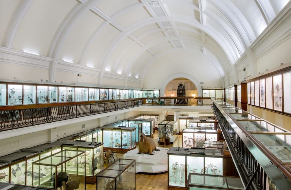 Horniman Natural History Gallery. Photo by Sophia Spring. Nick Merriman