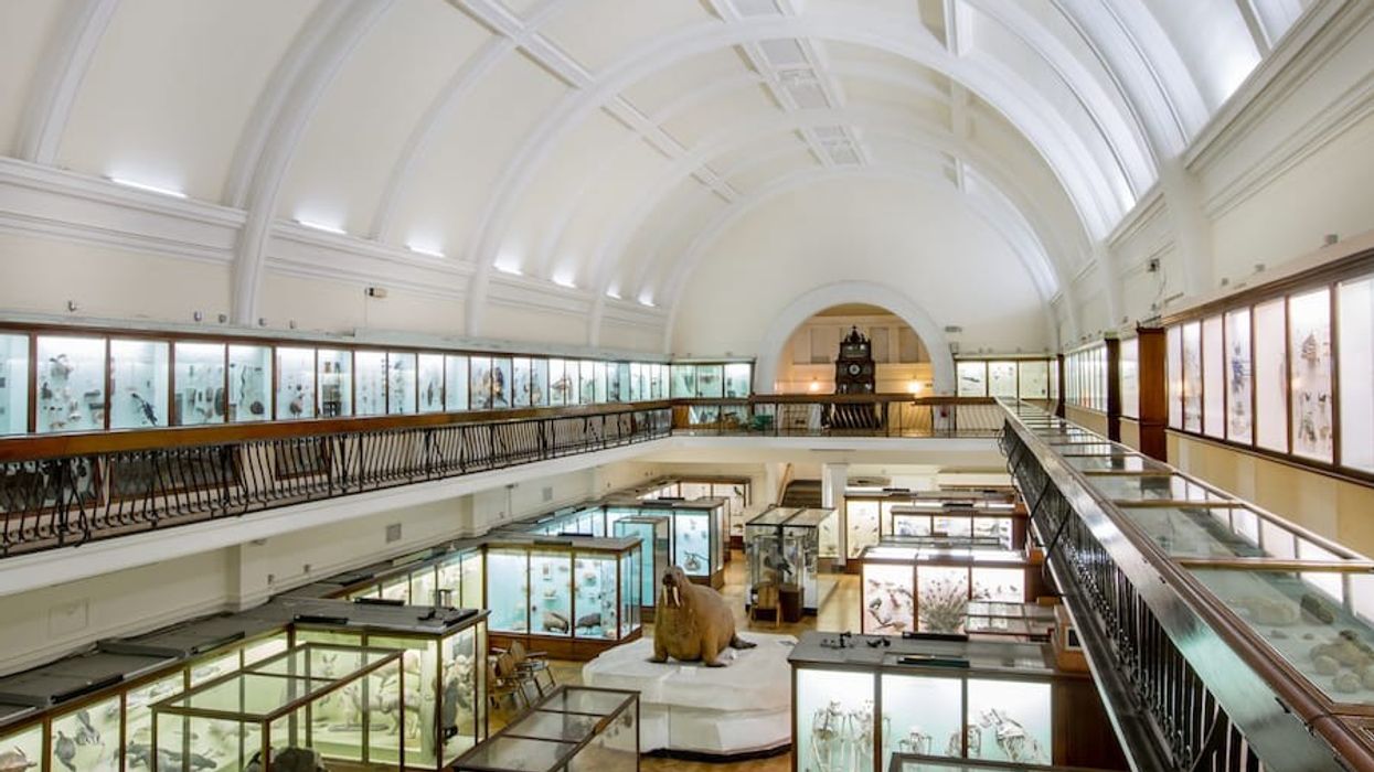 Horniman Natural History Gallery. Photo by Sophia Spring