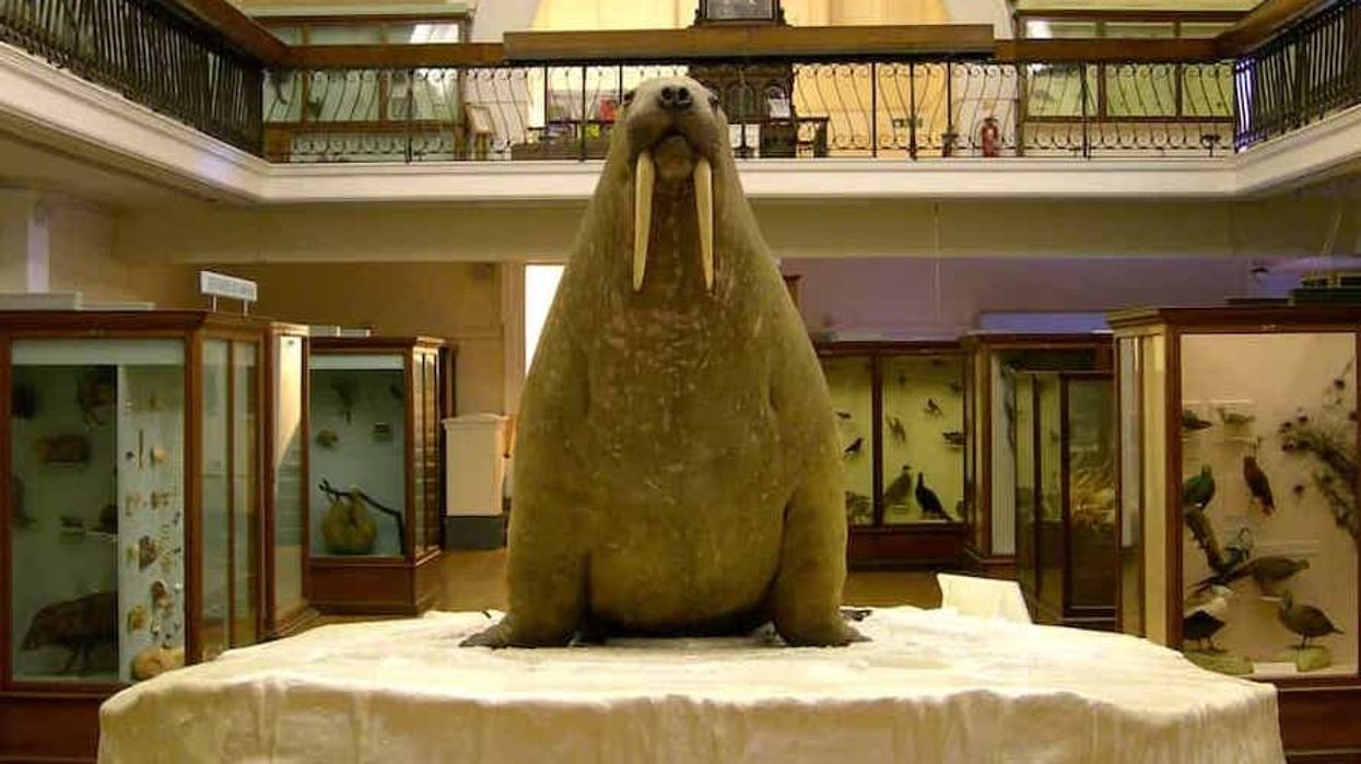 Horniman-Walrus-