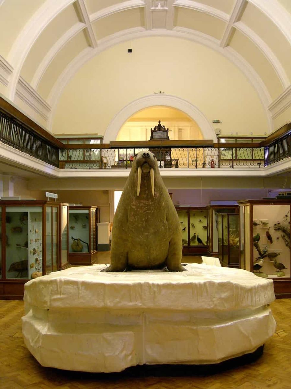 Horniman Walrus