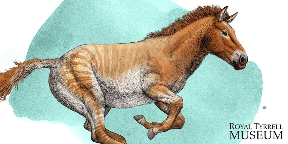 horse cenozoic royal tyrrell museum