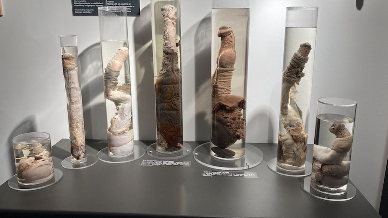 horse penises Icelandic Phallological Museum