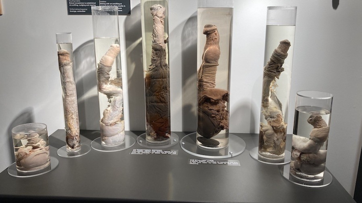 horse penises Icelandic Phallological Museum