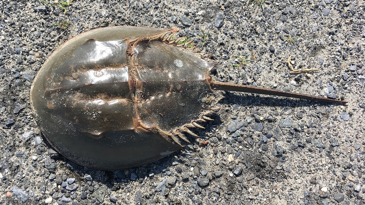 horseshoe crab