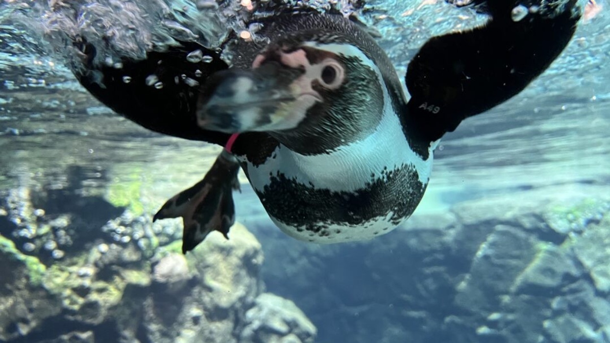 houston zoo galapagos exhibit