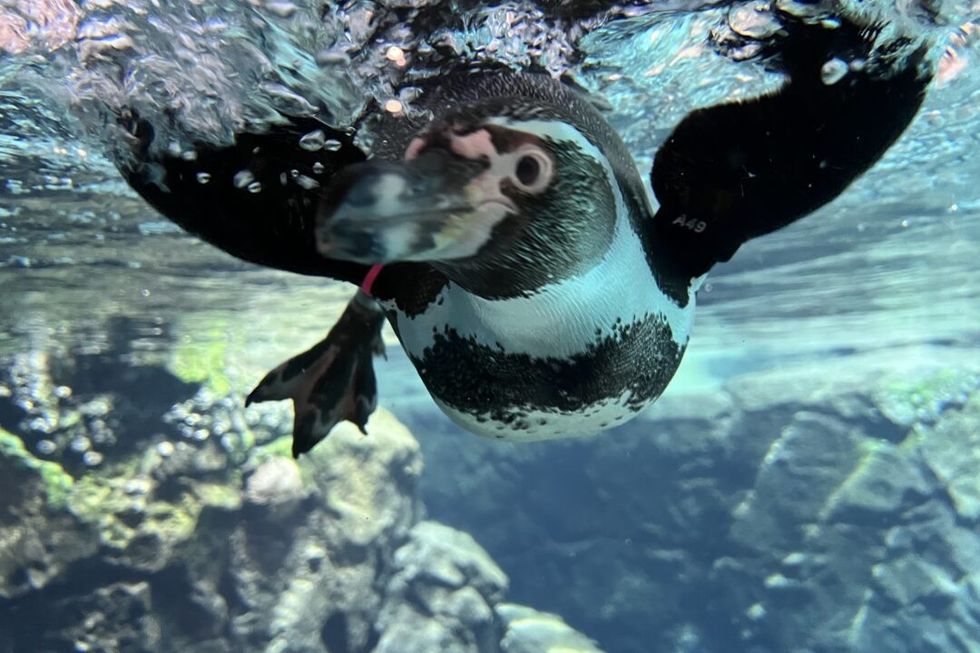 houston zoo galapagos exhibit