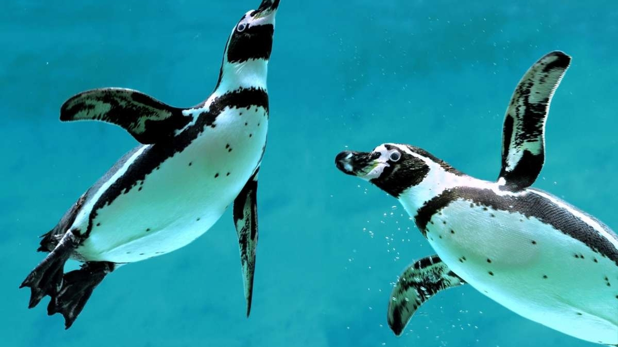 houston zoo humbolt penguins