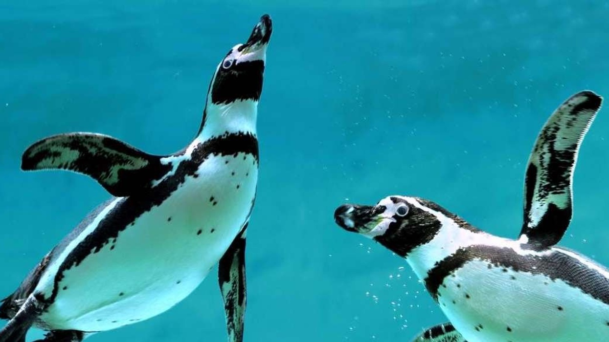 houston-zoo Humbolt-penguins