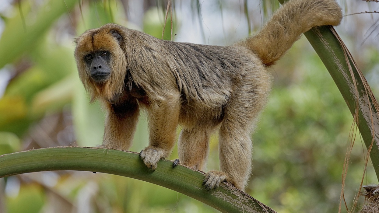 Howler Monkey Santa Ana Zoo