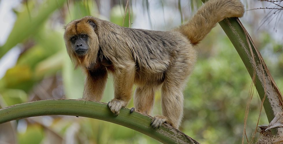 Howler monkey standing on a tree branch in a forested area at Santa Ana Zoo