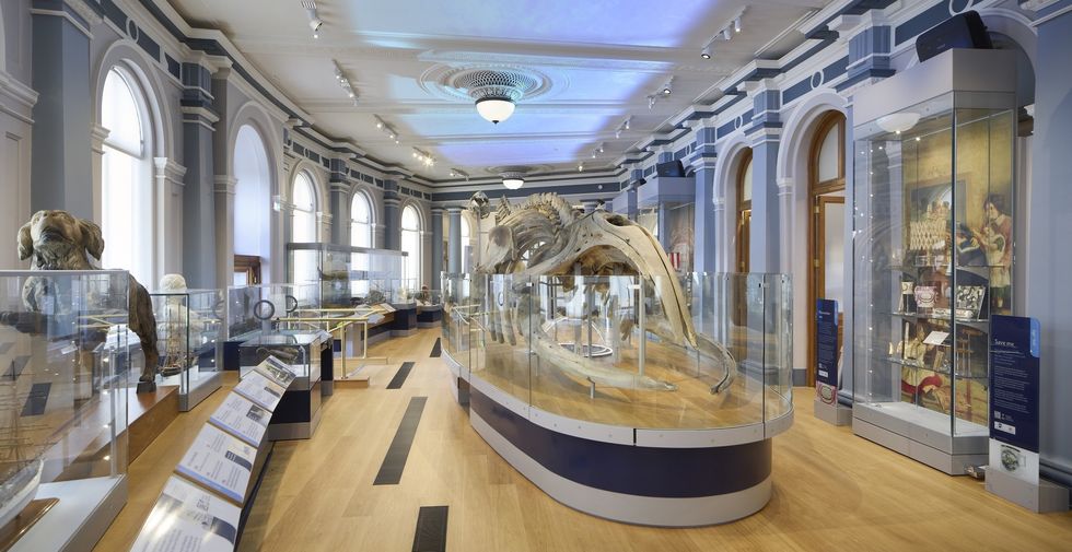 Hull Maritime Museum exhibit with a large whale skeleton and historical displays in a grand room