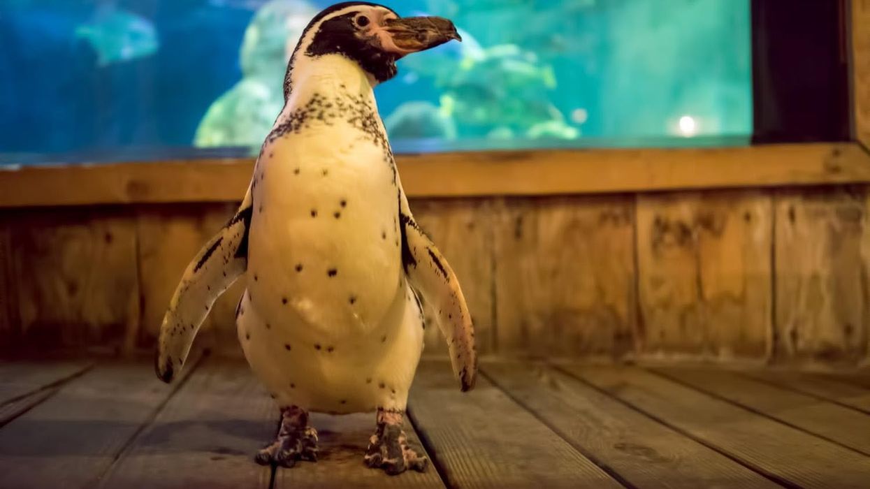 humboldt penguin at aquarium of niagara