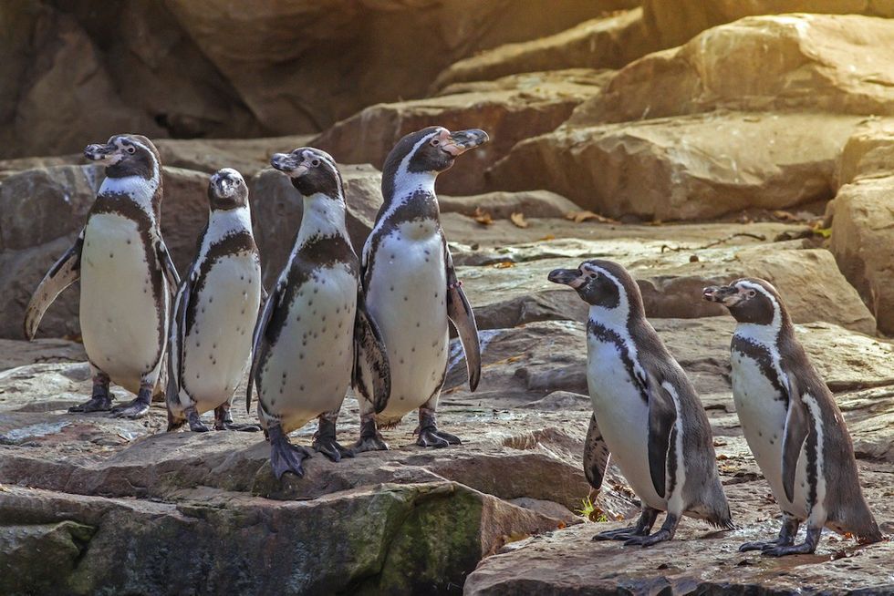 humboldt Penguins