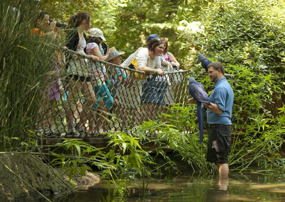 Hyacinth Macaw at Nashville Zoo, one of the zoos and aquariums currently closed due to coronavirus