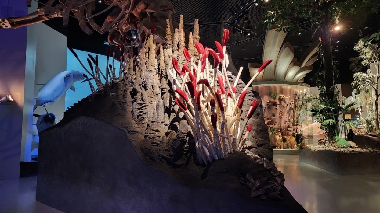Hydrothermal: Ground form fabrication by ADKSME. Baby whale was 3D printed by ADKS ME and aged by Wētā Workshop. Foliage fabrication by Volumetric.