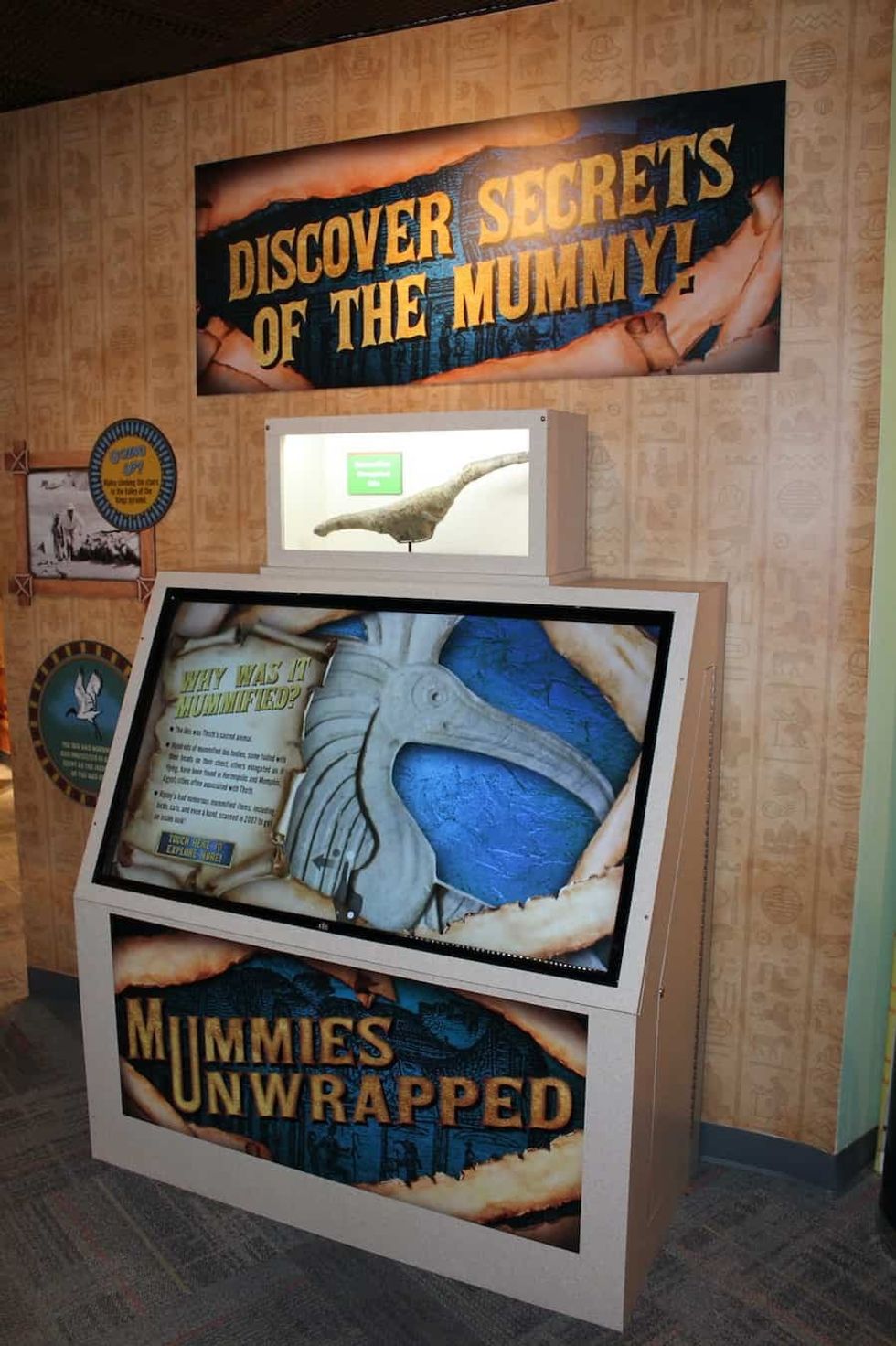 Ibis mummy at ripley's interspectral