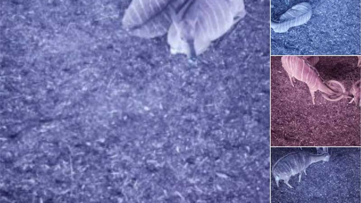 IBM use AI to keep animals warm at Marwell Zoo