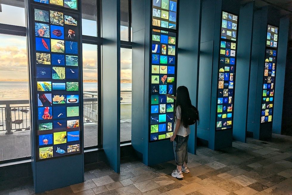 Ideum Monterey Bay Aquarium