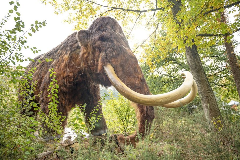 IJstijd & Zoo Kibeco