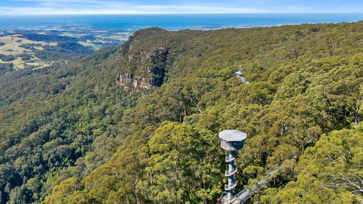 illawarra fly