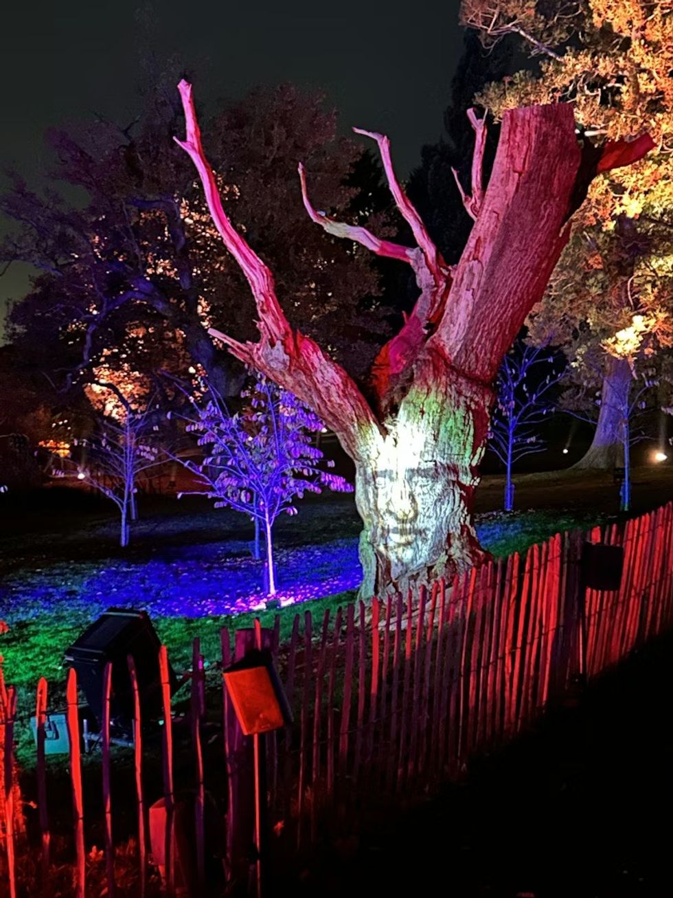 Illuminated tree with colorful lights and projected face at night.