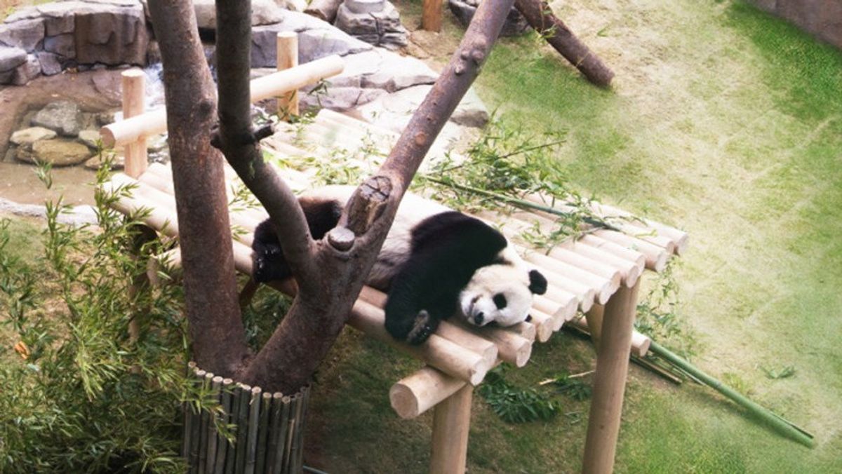 Everland's Panda World: Kieran Stanley on Setting New Global Standard for Panda Environments