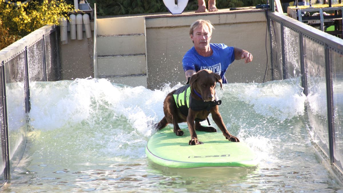 Surf's Pup! Surfing Dogs Star in The Lucy Pet Foundation Trailer Tour
