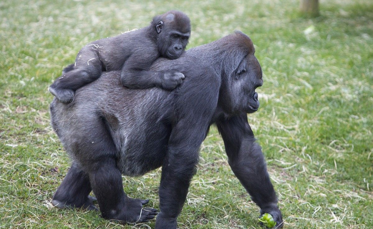 Twycross Transformed: the Making of a Modern Zoo