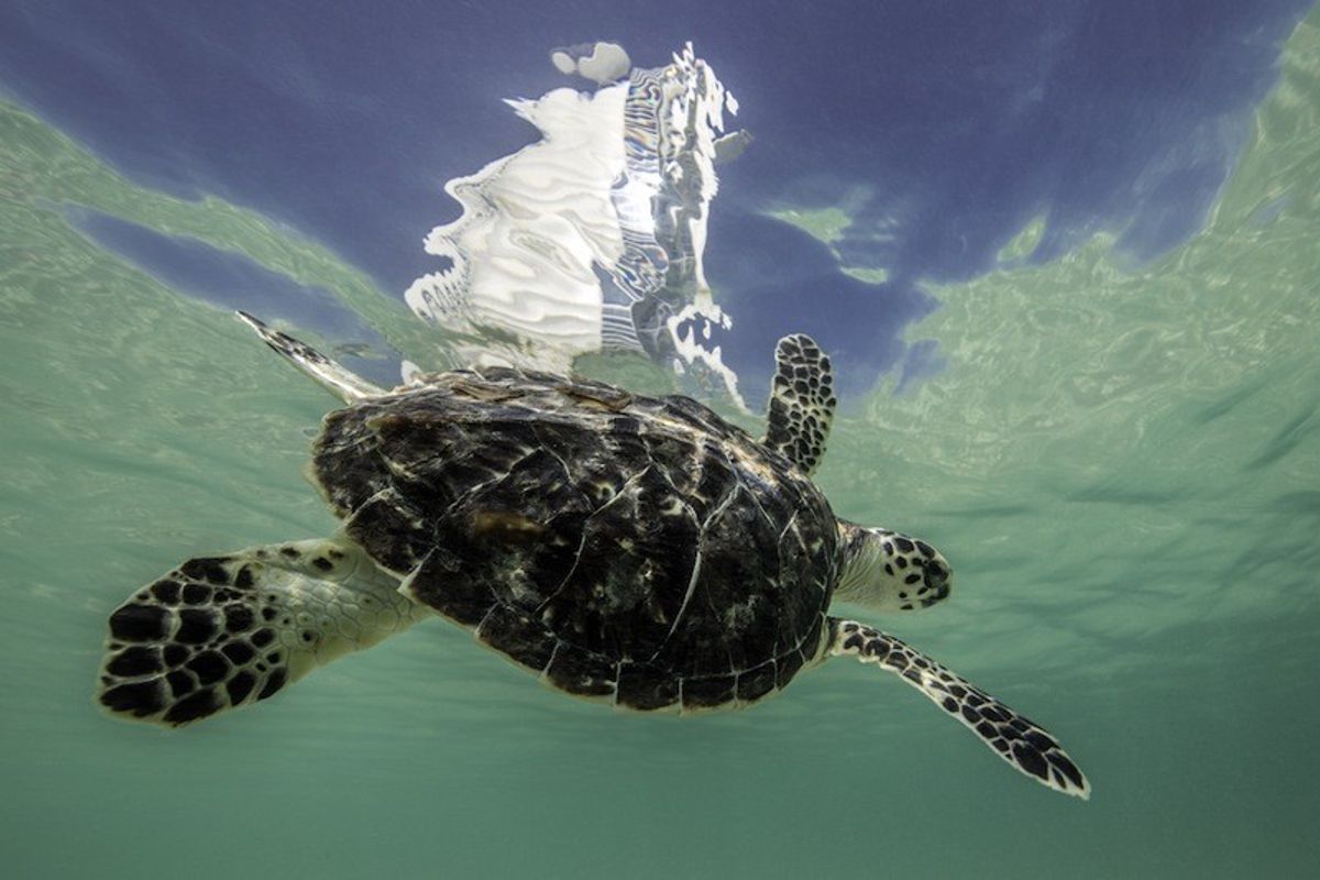 Turtle Conservation at Dubai's Burj-Al-Arab Aquarium