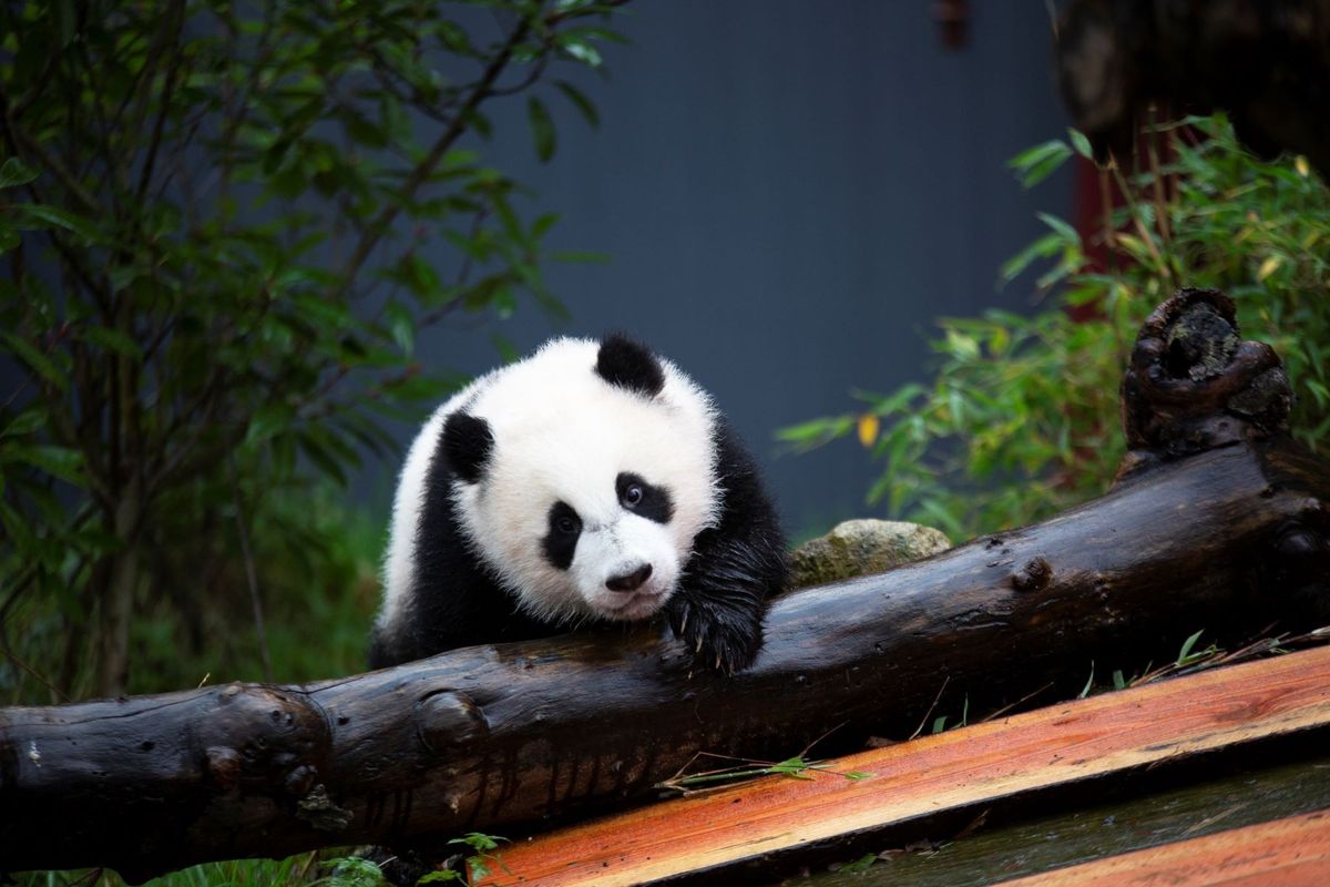 Pandasia at Ouwehands Zoo