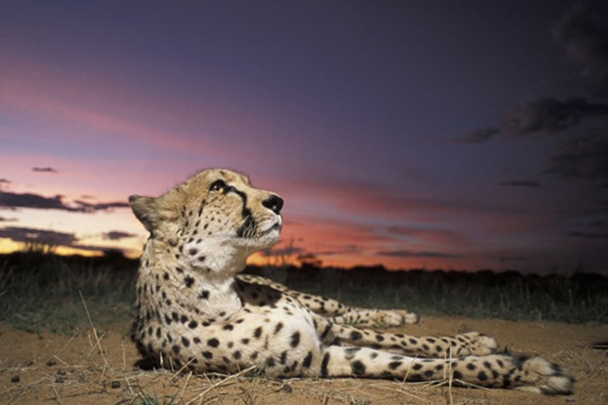 Zoo and Aquarium Visitors Meet The Bear Behind the Curtain