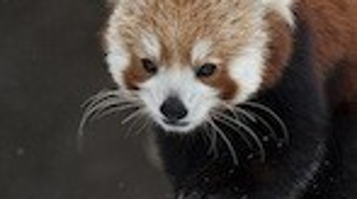 Does Winter have to be a Dead Zone at the Zoo?