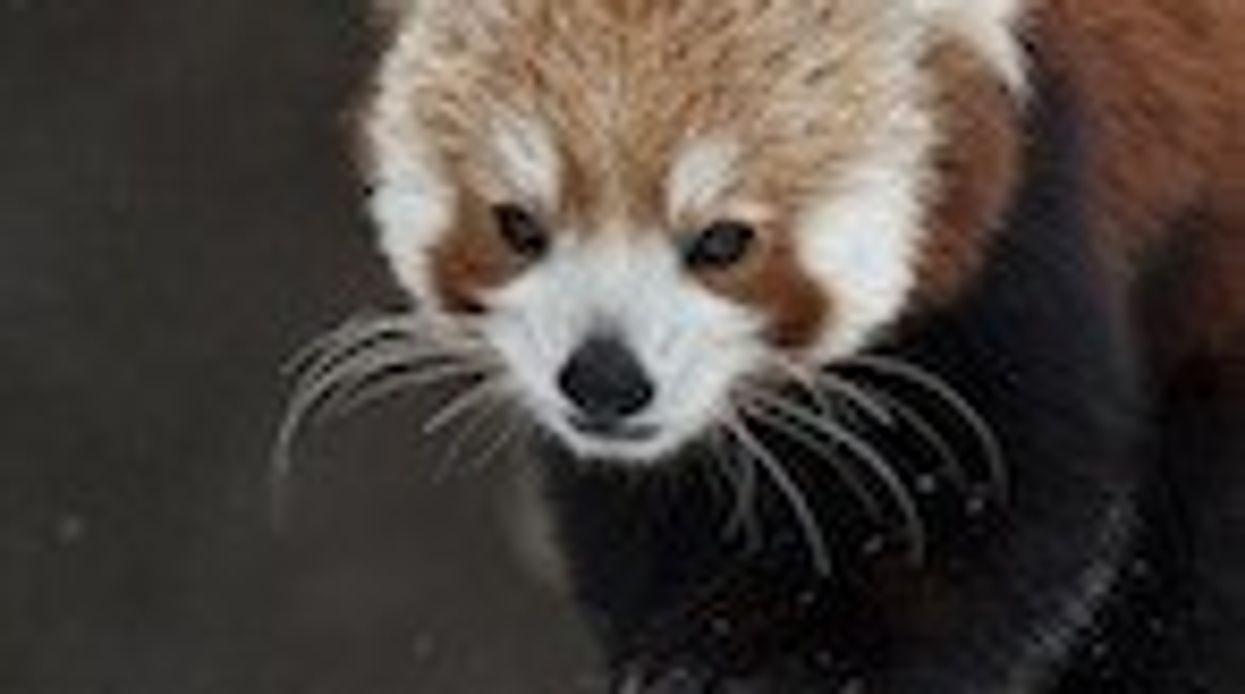 Does Winter have to be a Dead Zone at the Zoo?
