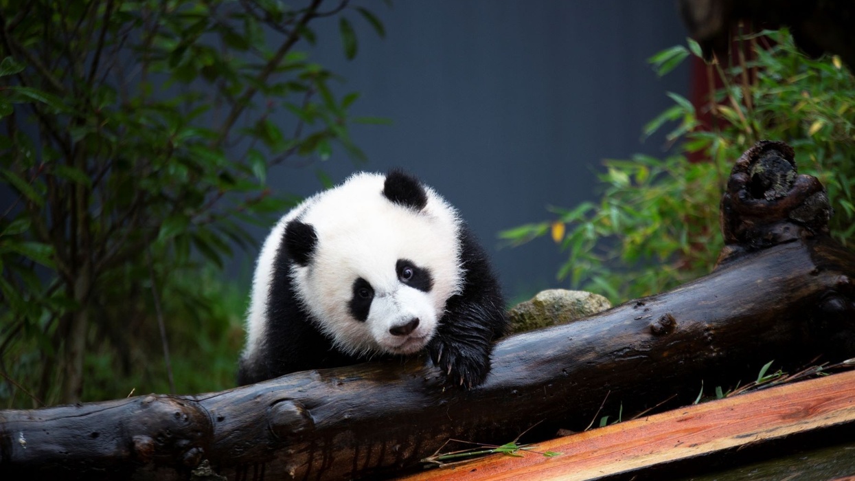 Pandasia at Ouwehands Zoo