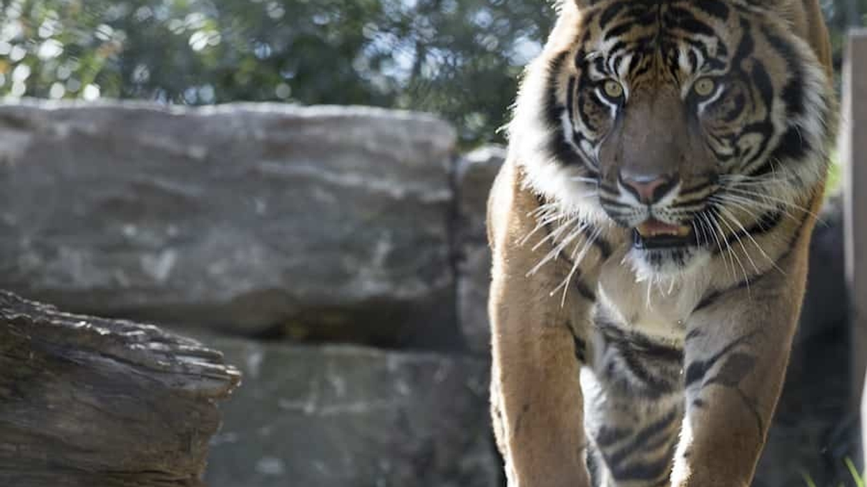 Association of Zoos and Aquariums (AZA)